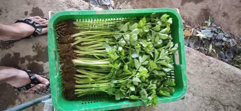 小芹菜