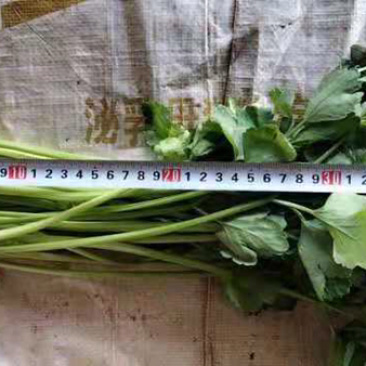 小芹菜