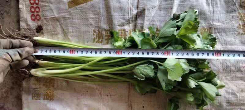 小芹菜