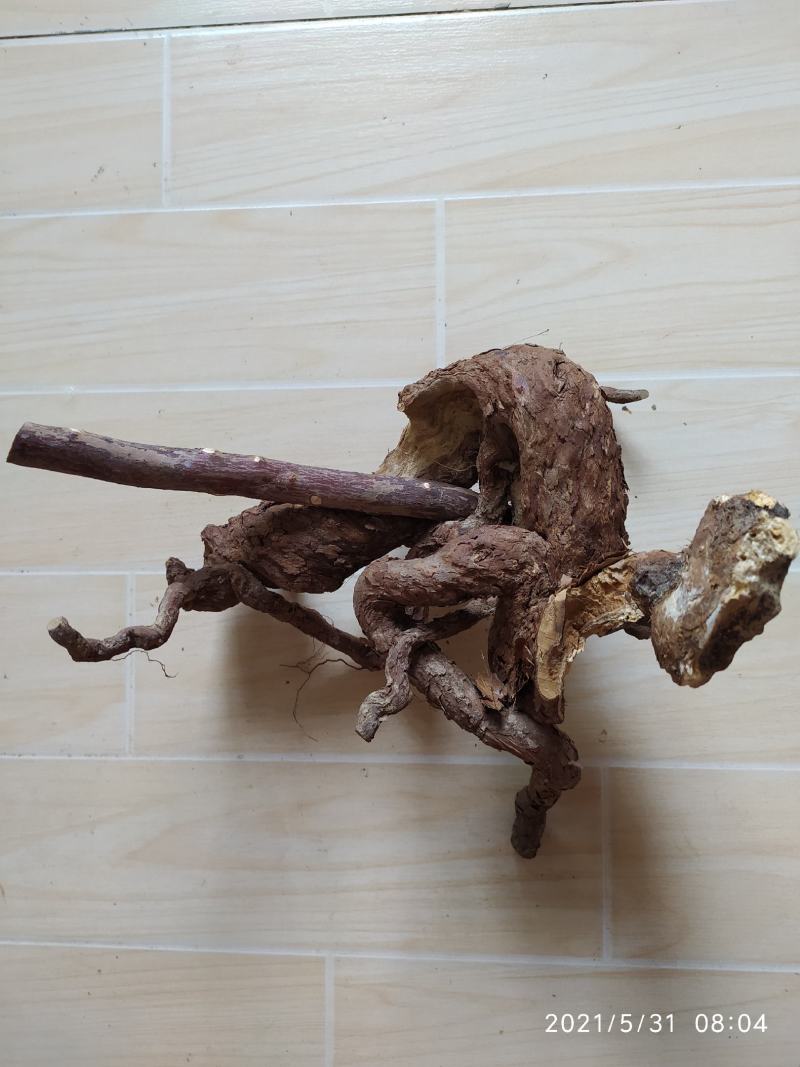 杜鹃黄花红花映山红杜鹃根鱼缸造型
