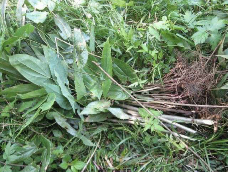 野生带毛全叶淫羊藿带根全棵中药材干货全草