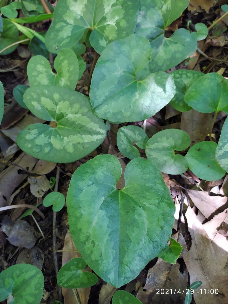 野生细辛供应，现挖现买，欢迎咨询订购，大量