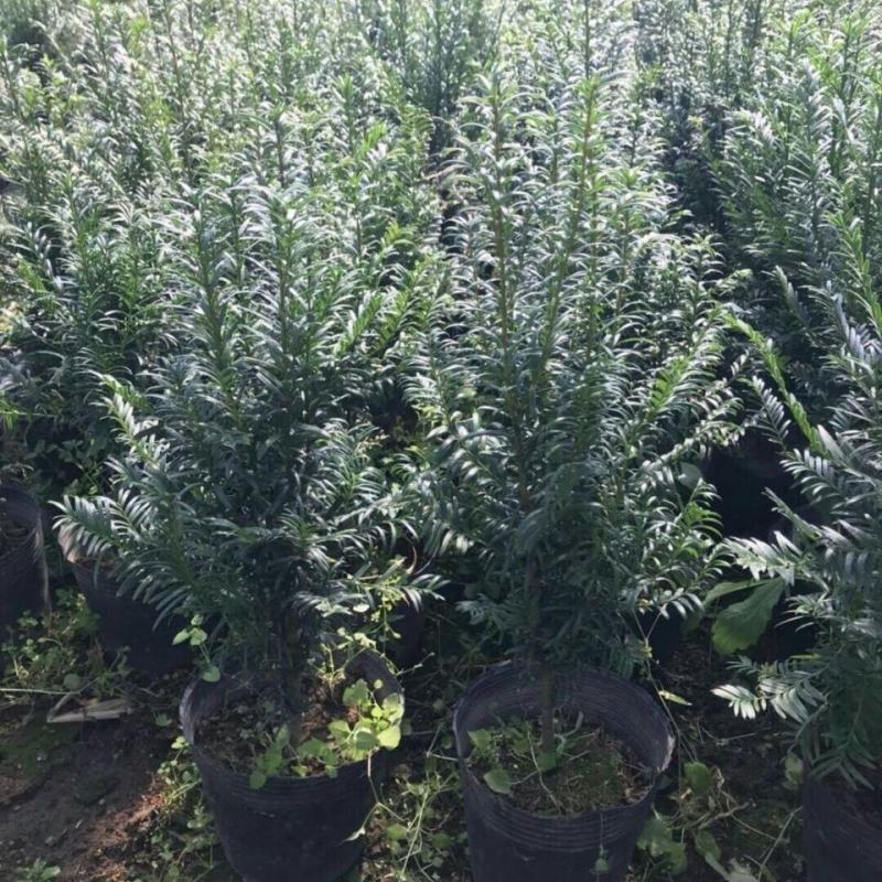 沙藏红豆杉树种子东北红豆杉曼地亚南方北方红豆杉种