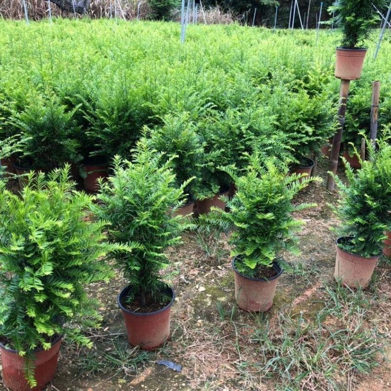 沙藏红豆杉树种子东北红豆杉曼地亚南方北方红豆杉种