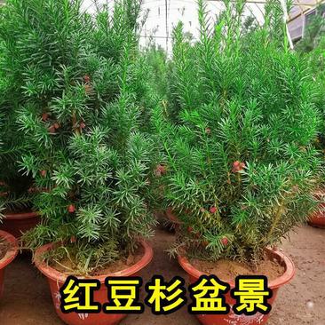 沙藏红豆杉树种子东北红豆杉曼地亚南方北方红豆杉种