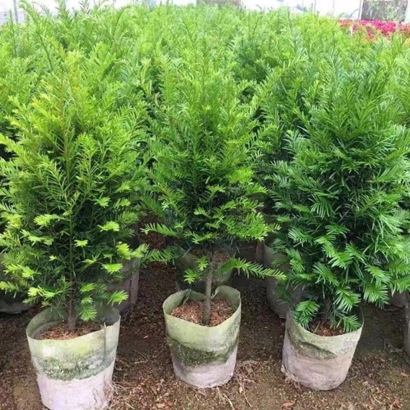 沙藏红豆杉树种子东北红豆杉曼地亚南方北方红豆杉种