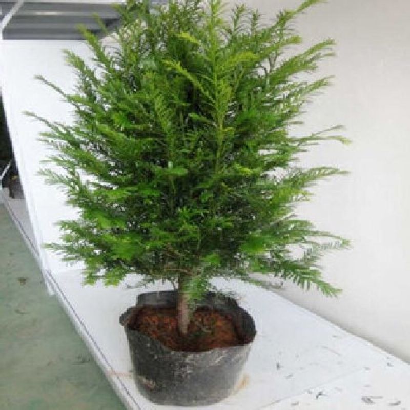 沙藏红豆杉树种子东北红豆杉曼地亚南方北方红豆杉种