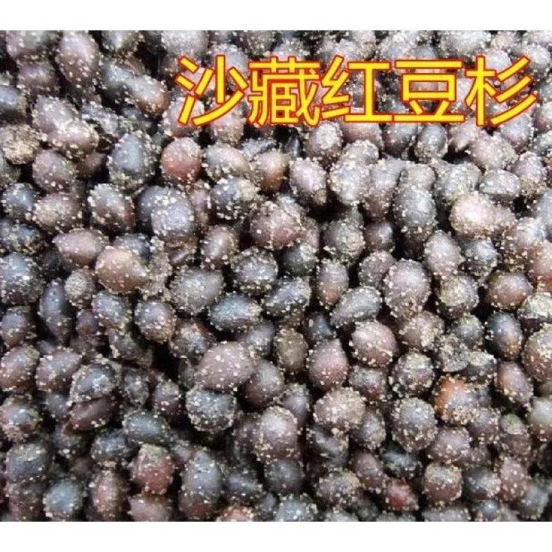 沙藏红豆杉树种子东北红豆杉曼地亚南方北方红豆杉种
