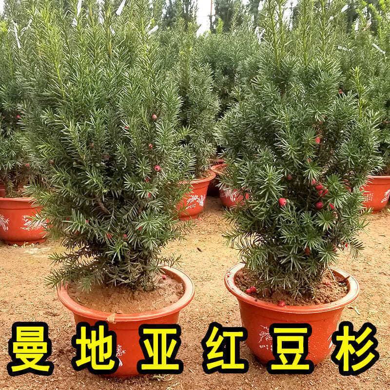 沙藏红豆杉树种子东北红豆杉曼地亚南方北方红豆杉种