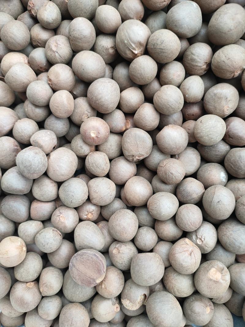 茶叶籽，优质品种茶叶种子95%以上，出油率高