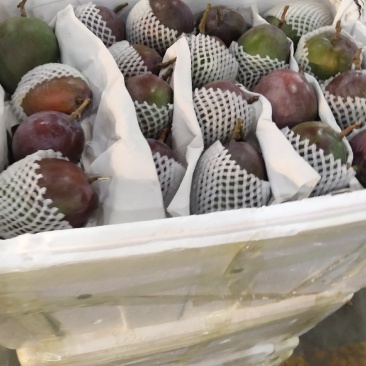 【高碑店新发地-乐航商贸】汤米芒果