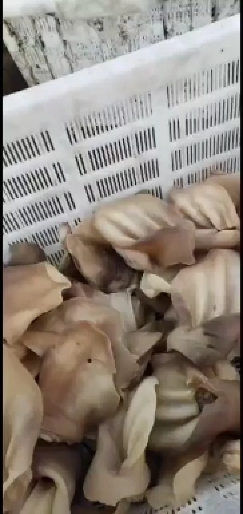 水褪牛耳朵，干净柔弱，量大优惠