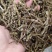 精选雁荡山正宗软脚铁皮石斛干条烤条捆/寸金条/全化渣