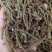 精选雁荡山正宗软脚铁皮石斛干条烤条捆/寸金条/全化渣