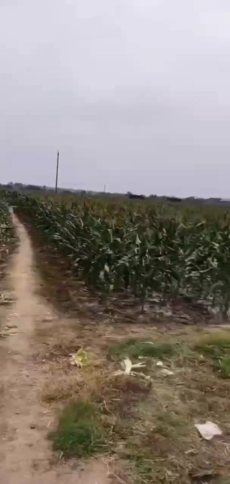 万诺2000万诺188大量上市价格美丽质量保证