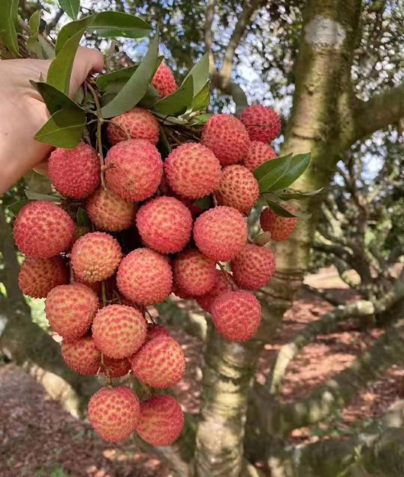 桂味