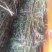 益母草，野生益母草干品，不切段的，，保证质量，长期有货，