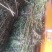 益母草，野生益母草干品，不切段的，，保证质量，长期有货，