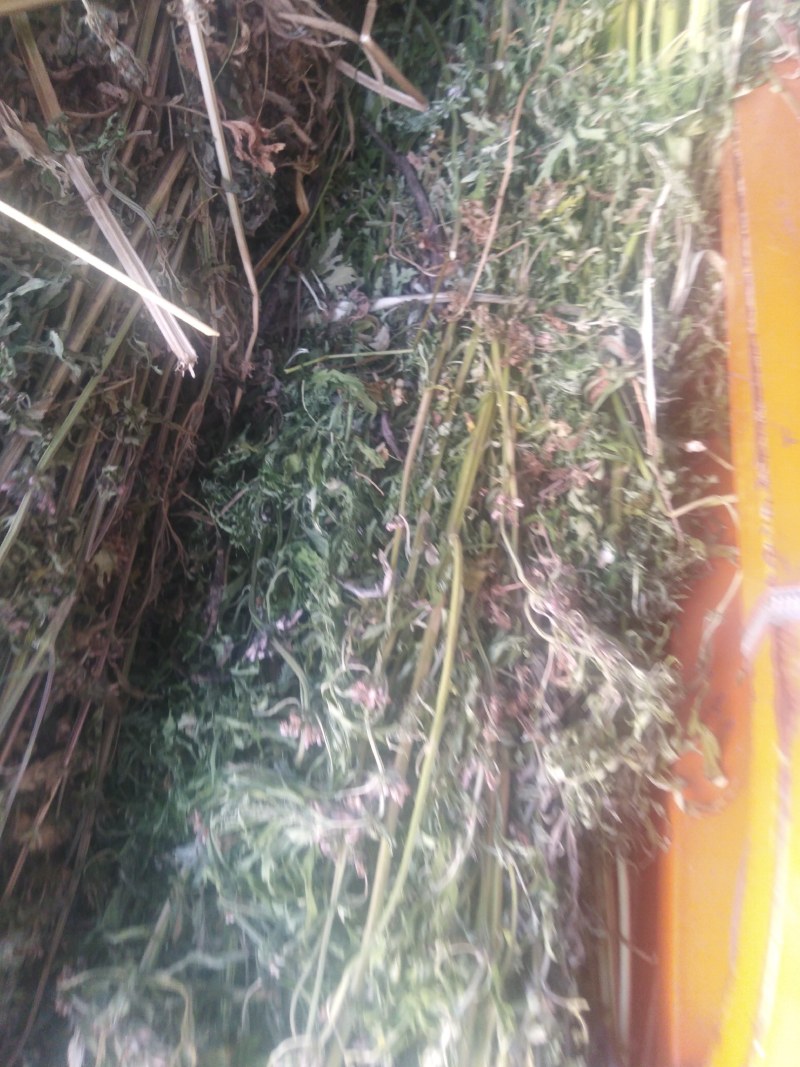 益母草，野生益母草干品，不切段的，，保证质量，长期有货，
