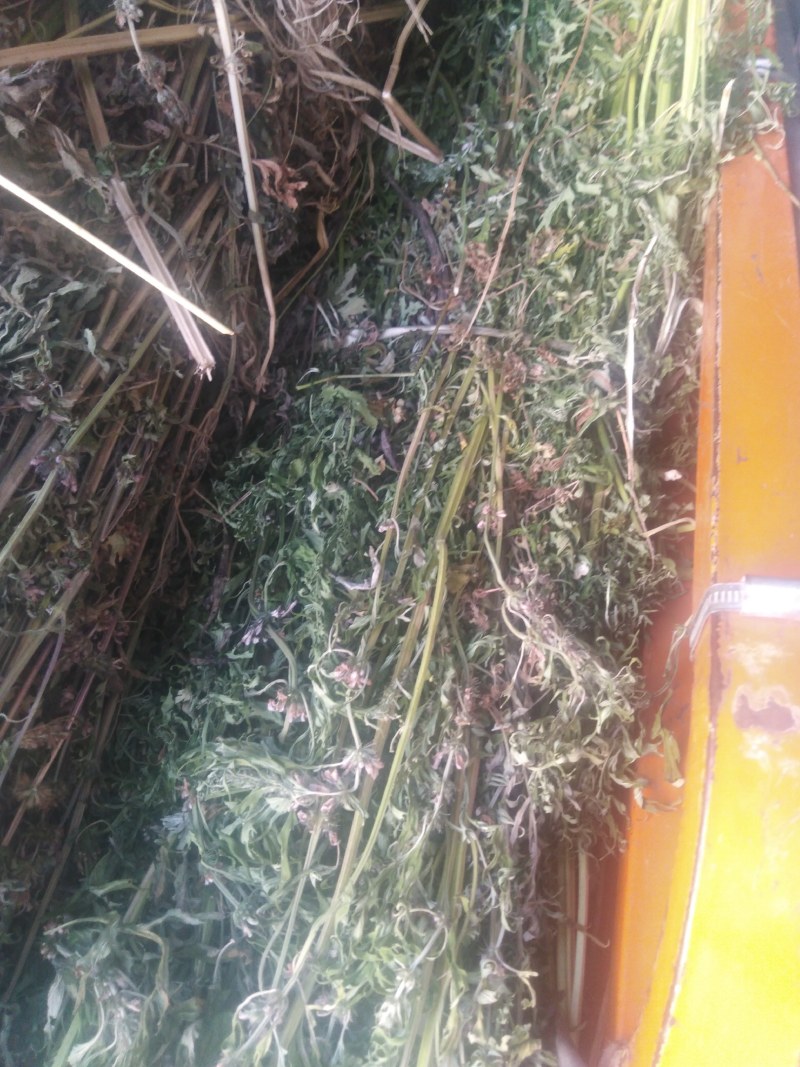 益母草，野生益母草干品，不切段的，，保证质量，长期有货，