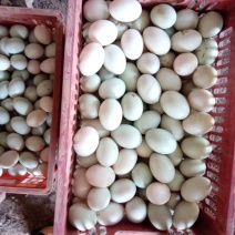 鲜鸭蛋，红心绿壳