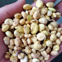 文冠果果仁厂家大量批发