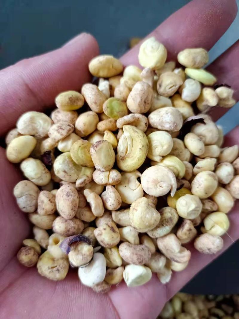 文冠果果仁厂家大量批发