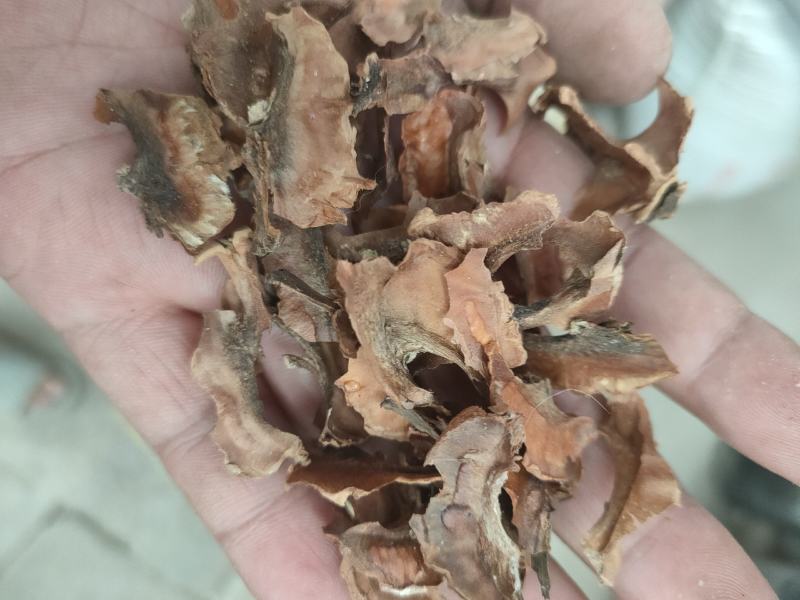 河北深山老树核桃分心木