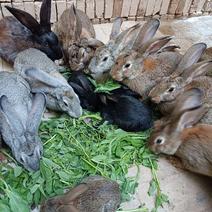 农家散养绿色食草生长迅速中型肉兔新鲜兔肉