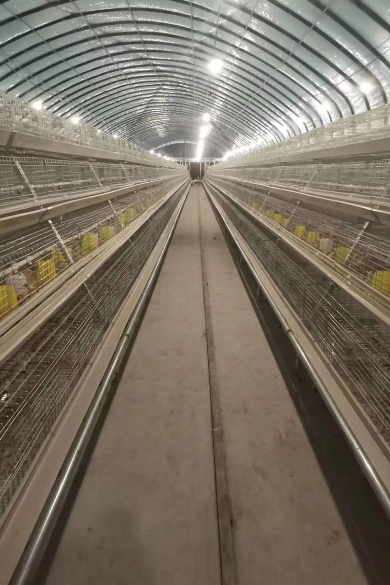 阶梯式蛋鸡笼笼具，全自动化养殖机械设备笼具
