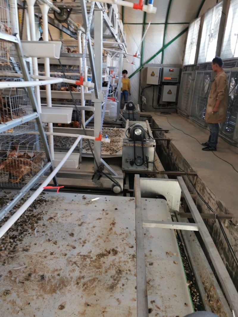 阶梯式蛋鸡笼笼具，全自动化养殖机械设备笼具