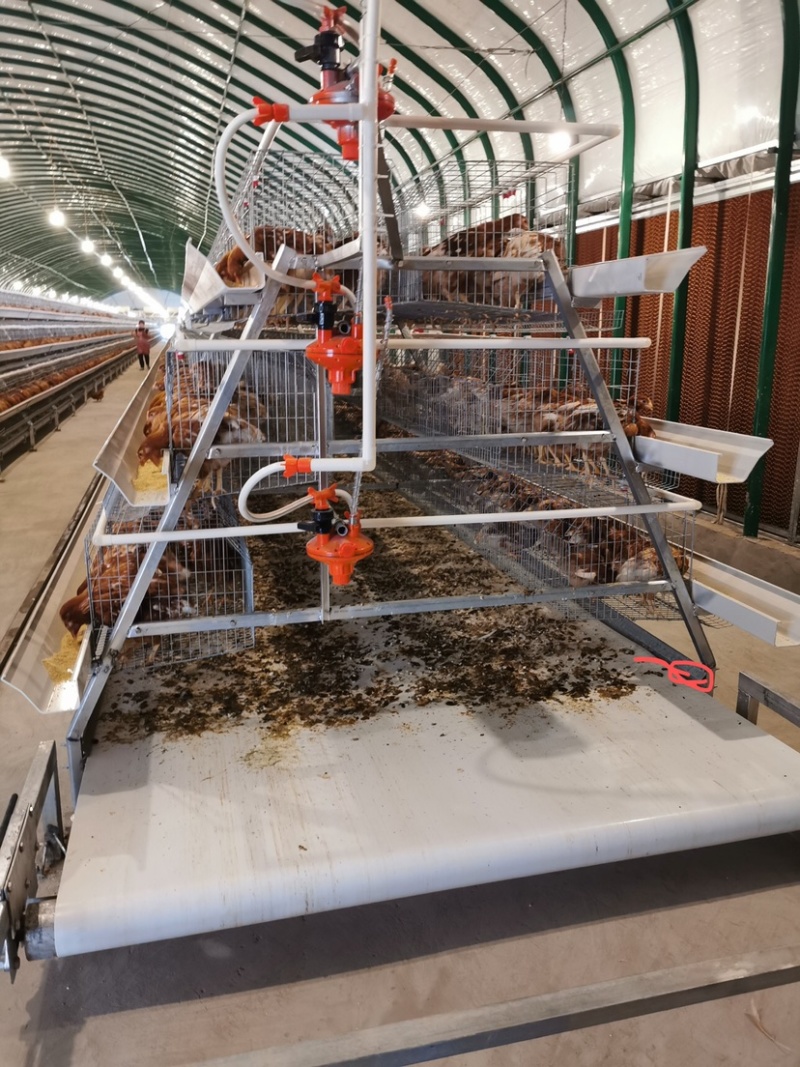 阶梯式蛋鸡笼笼具，全自动化养殖机械设备笼具