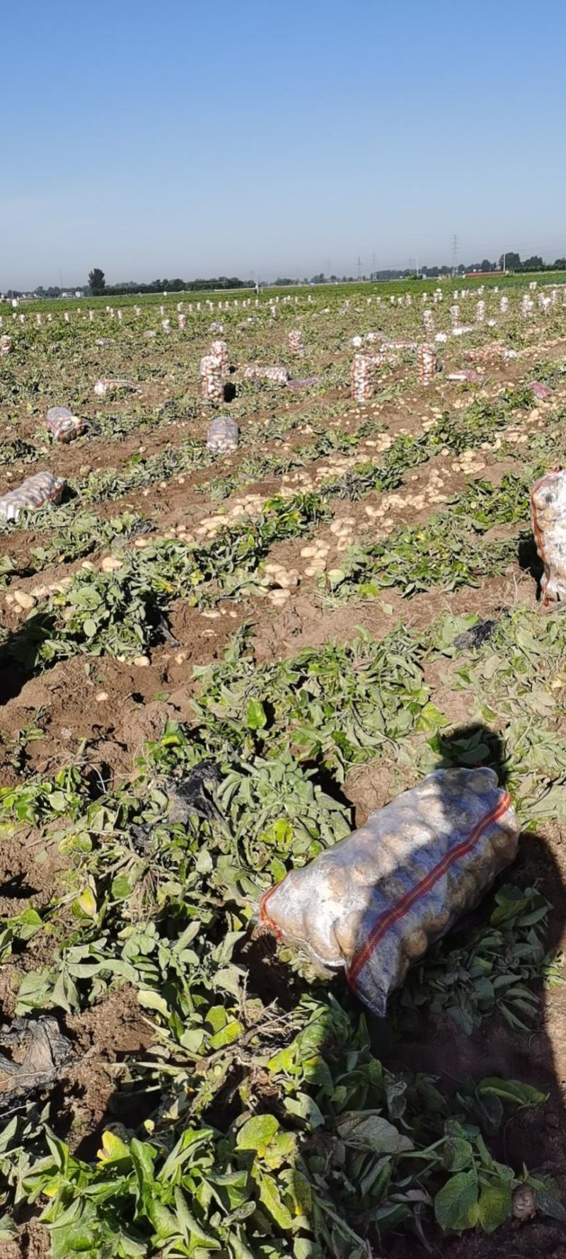 土豆河南土豆希森土豆量大从优产地直销