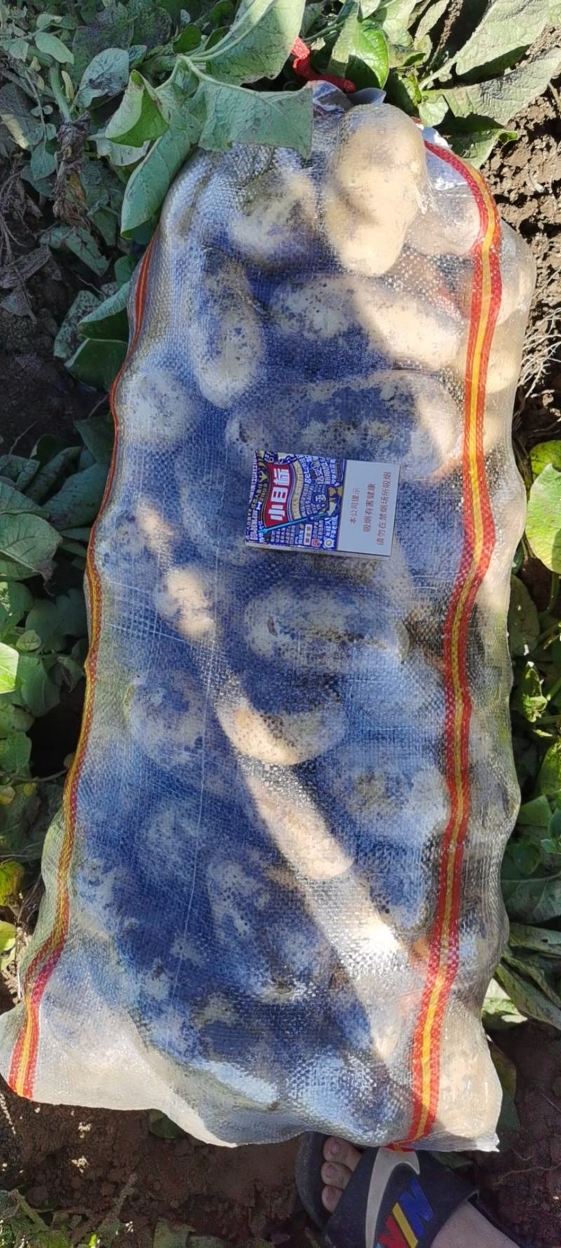 土豆河南土豆希森土豆量大从优产地直销