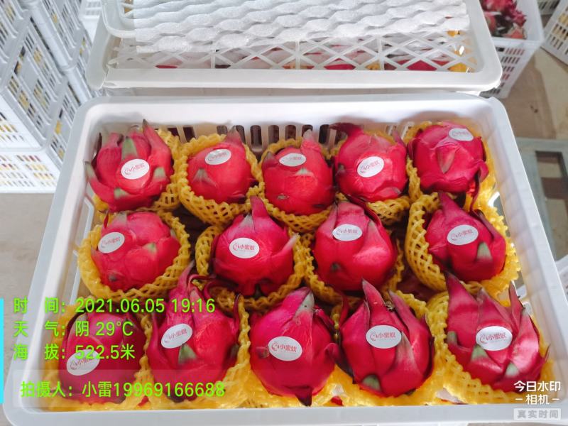 云南红心火龙果，一手货源，代办业务能力强，欢迎合作！