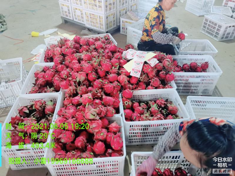 云南红心火龙果，一手货源，代办业务能力强，欢迎合作！
