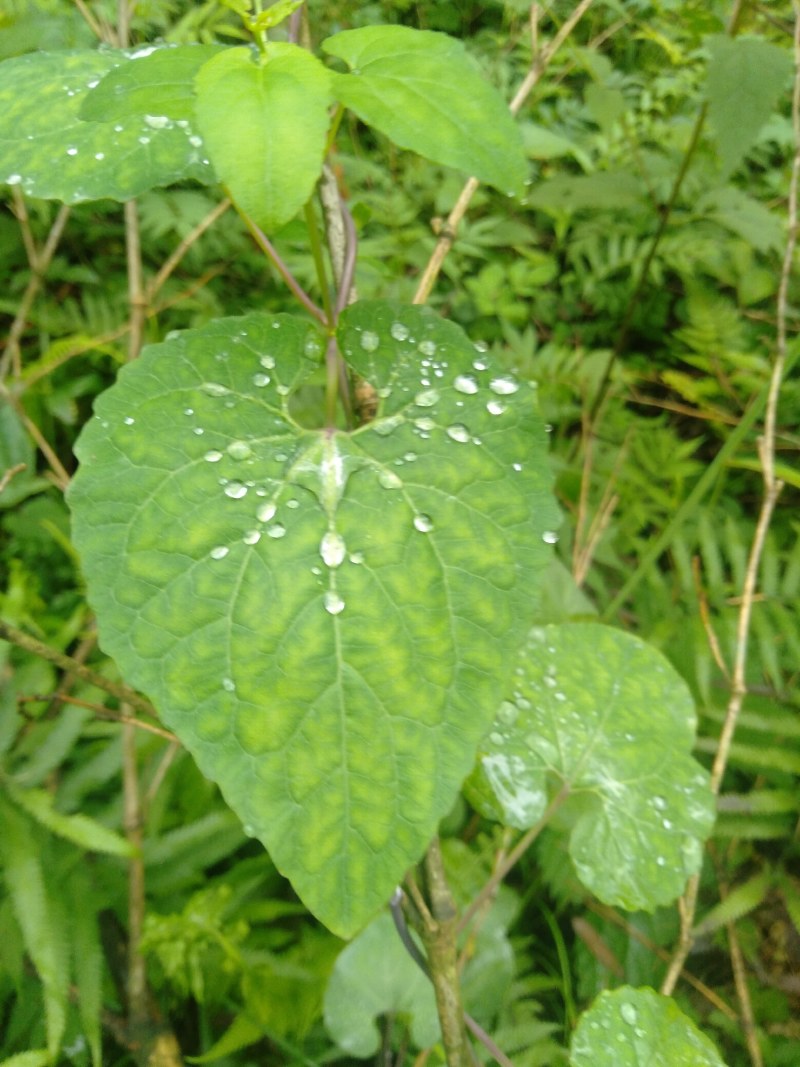 金钱豹，纯野生土人参