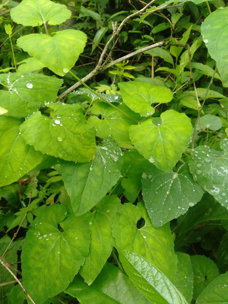 金钱豹，纯野生土人参