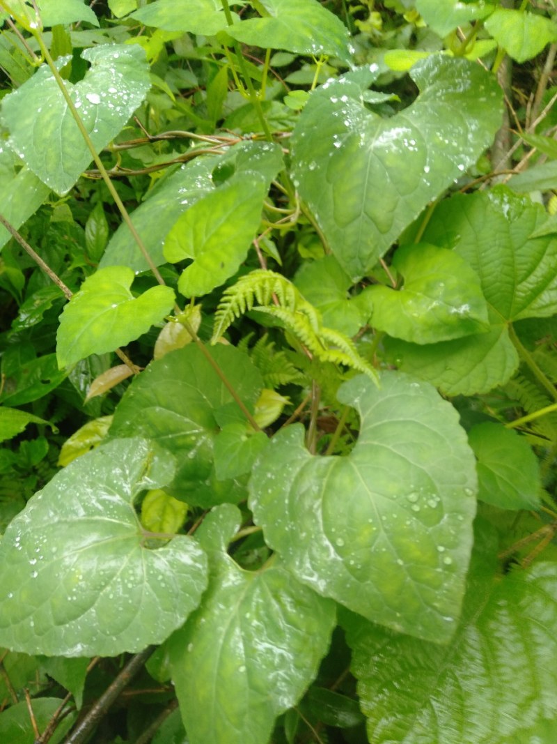 金钱豹，纯野生土人参