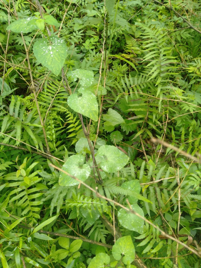 金钱豹，纯野生土人参