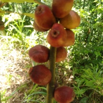 粗叶榕，异叶榕，白花牛奶根，五指毛桃根