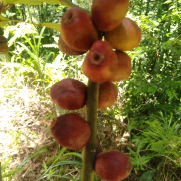 粗叶榕，异叶榕，白花牛奶根，五指毛桃根