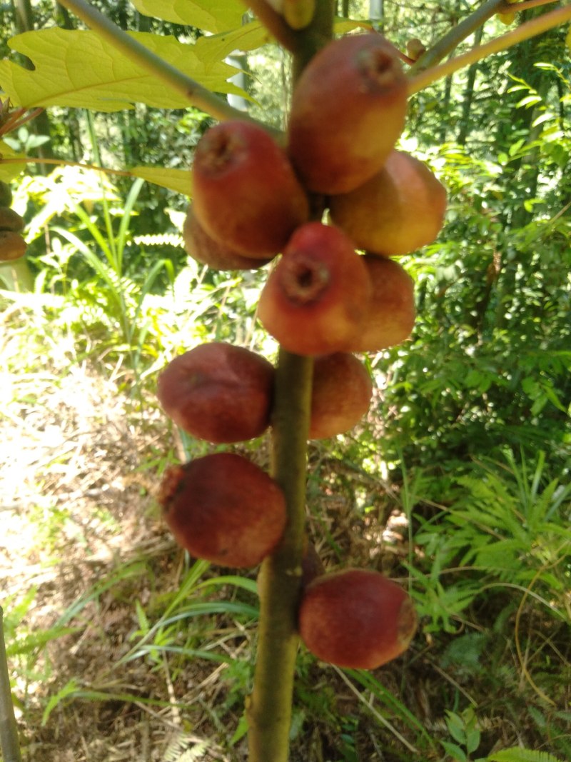 粗叶榕，异叶榕，白花牛奶根，五指毛桃根