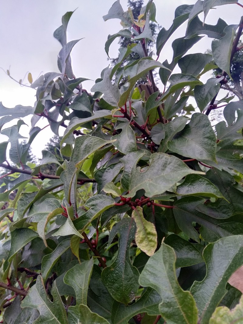 粗叶榕，异叶榕，白花牛奶根，五指毛桃根