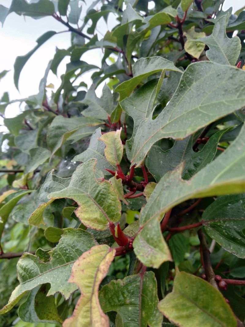 粗叶榕，异叶榕，白花牛奶根，五指毛桃根