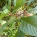 粗叶榕，异叶榕，白花牛奶根，五指毛桃根