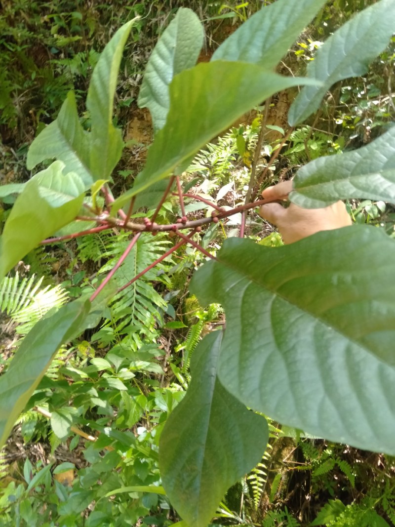 粗叶榕，异叶榕，白花牛奶根，五指毛桃根