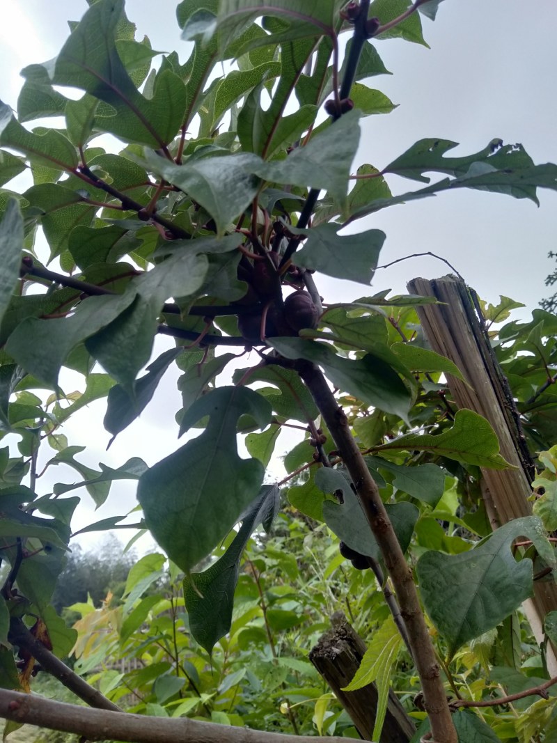粗叶榕，异叶榕，白花牛奶根，五指毛桃根