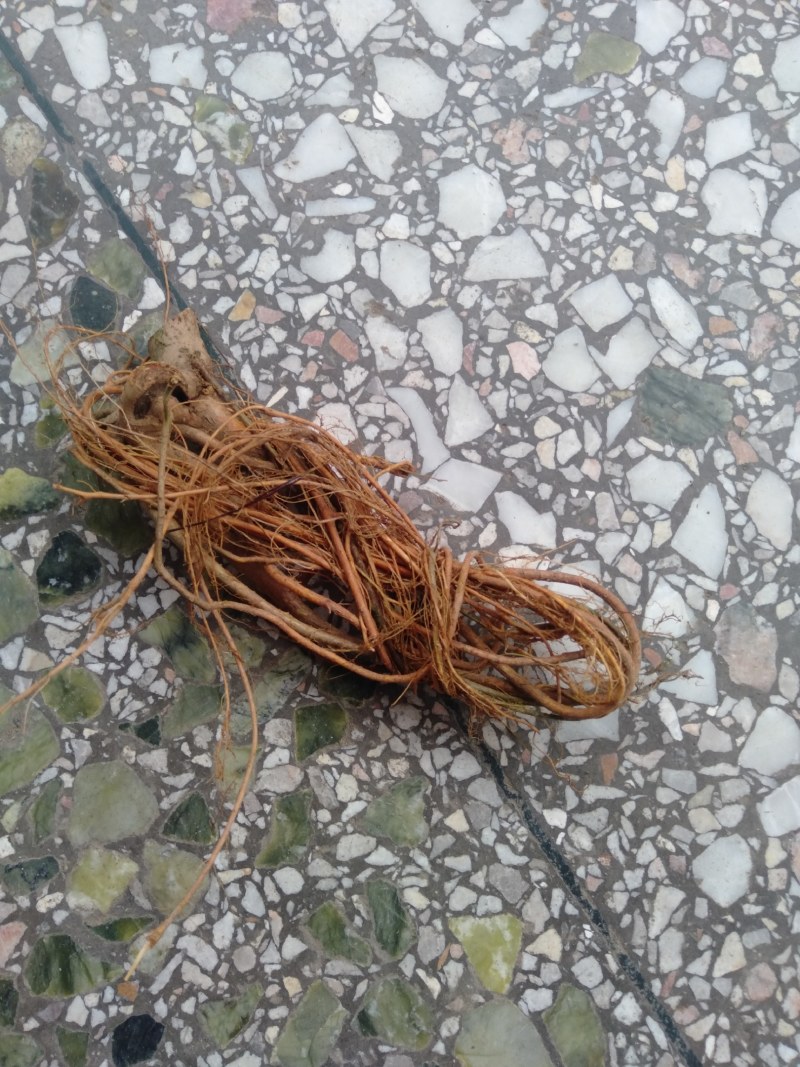 粗叶榕，异叶榕，白花牛奶根，五指毛桃根