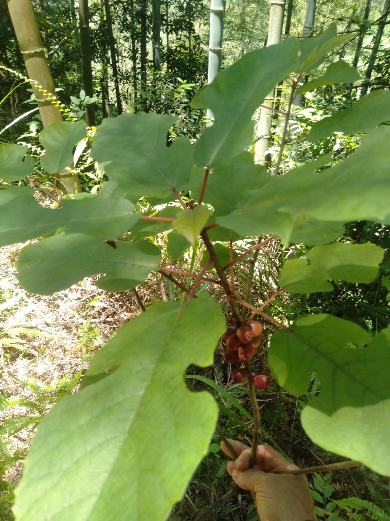 粗叶榕，异叶榕，白花牛奶根，五指毛桃根